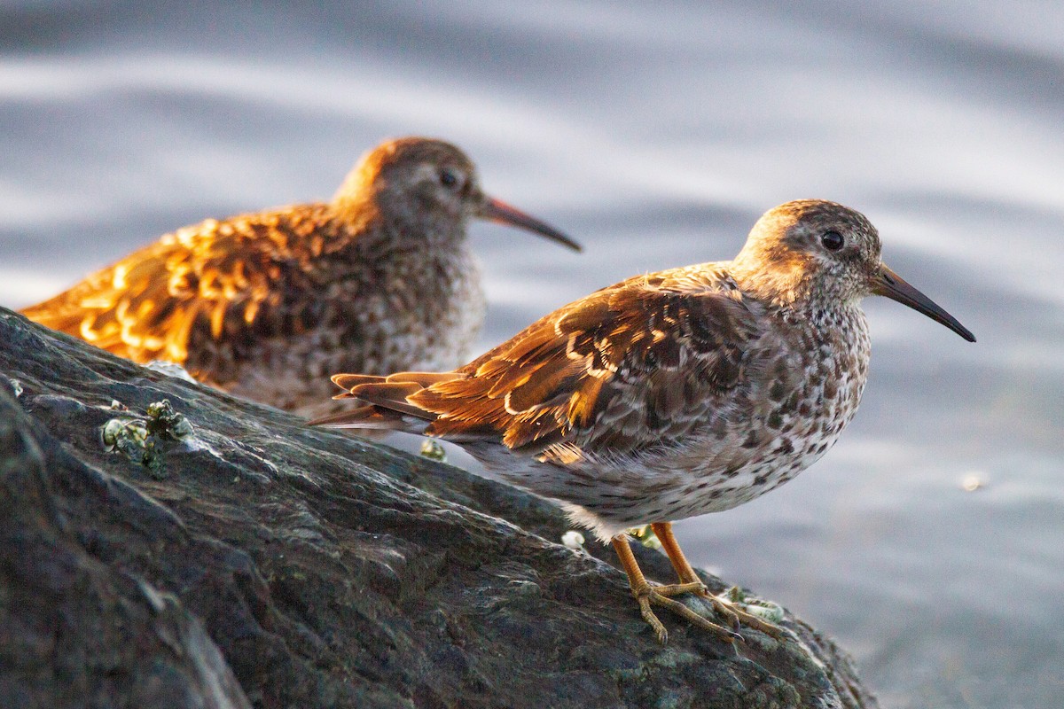 Purple Sandpiper - Mitch (Michel) Doucet