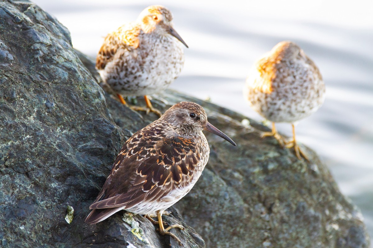 Purple Sandpiper - ML193859081