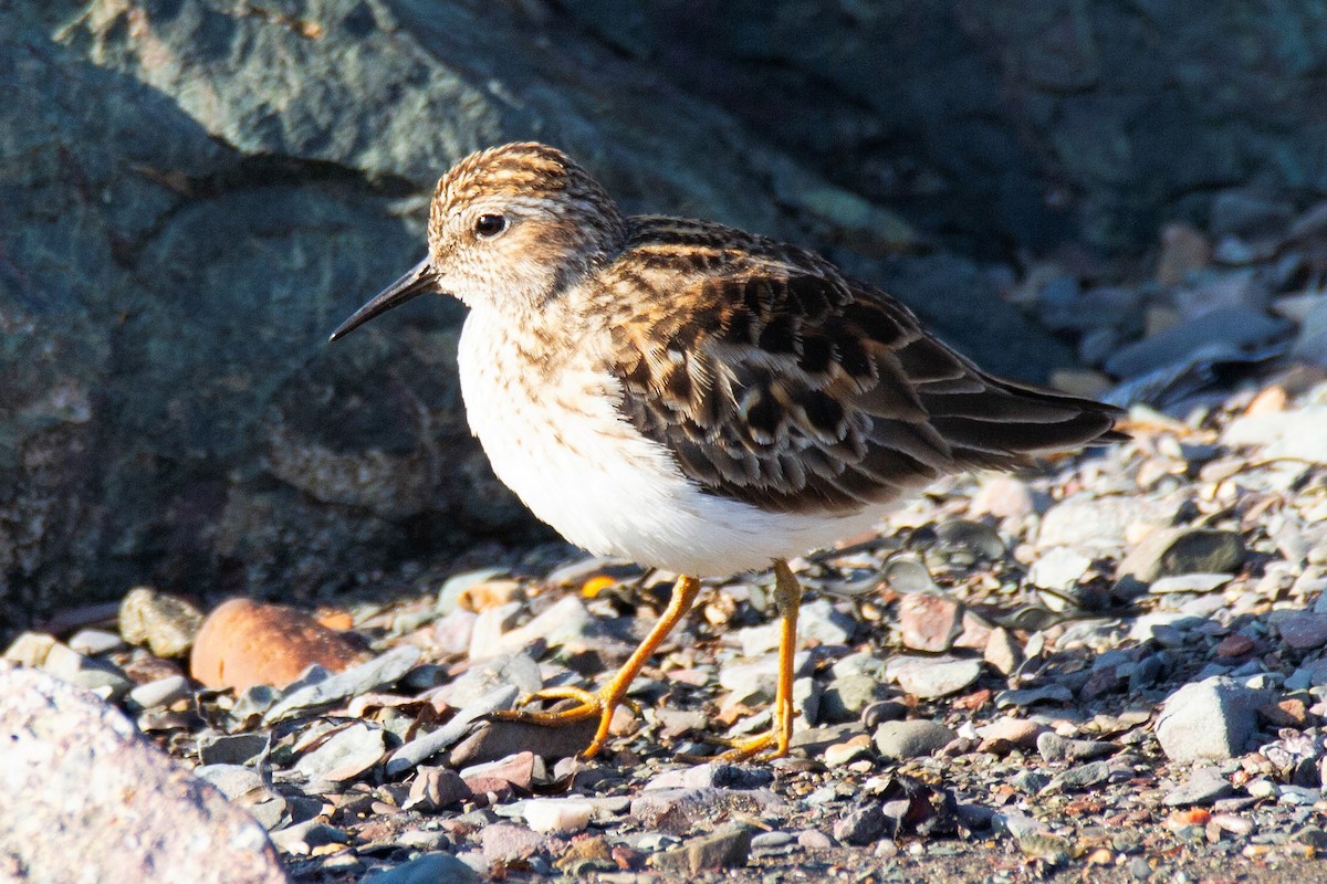 Least Sandpiper - ML193859091