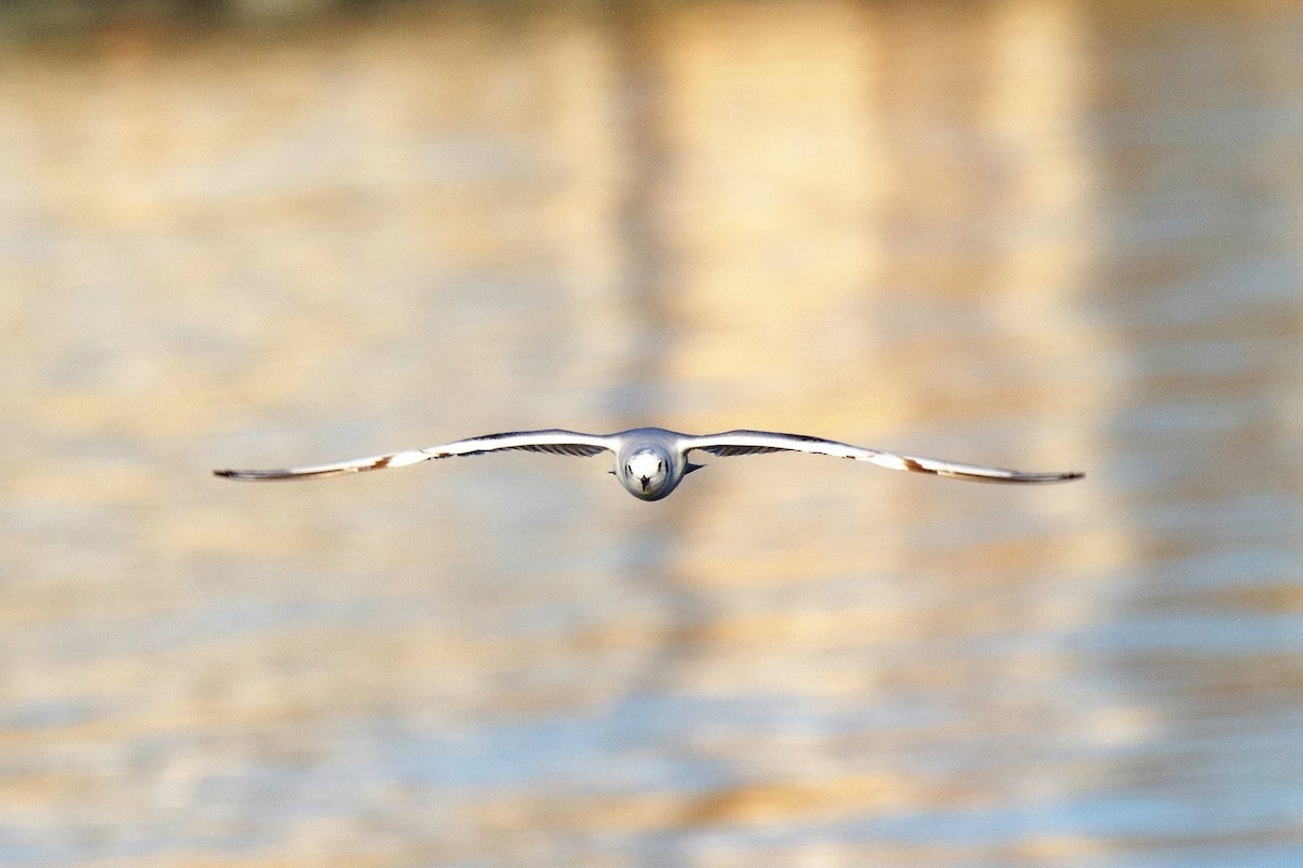 Bonaparte's Gull - ML193859191