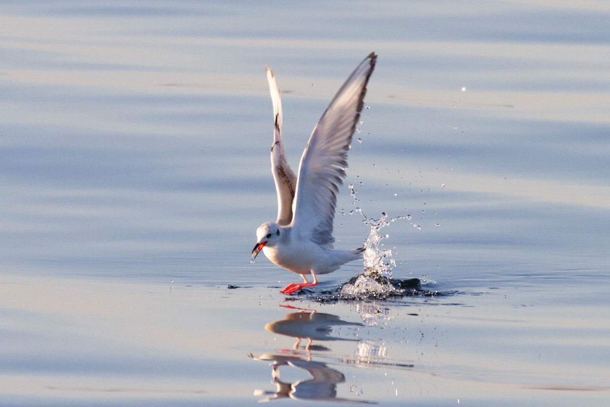 Bonaparte's Gull - ML193859221