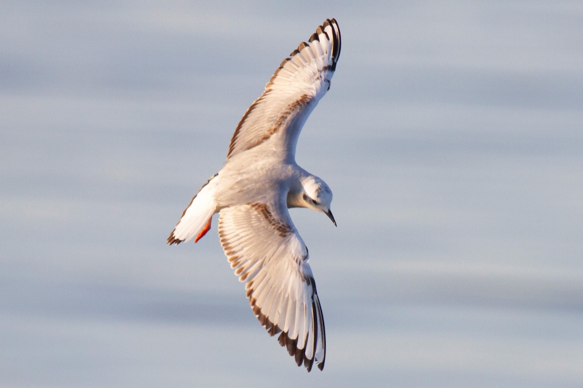 Bonaparte's Gull - ML193859241