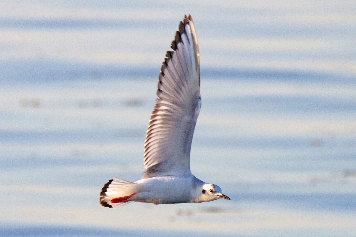 Bonaparte's Gull - ML193859251