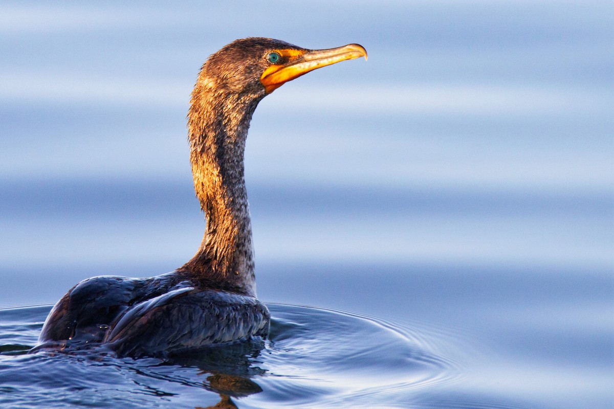 Double-crested Cormorant - ML193859281