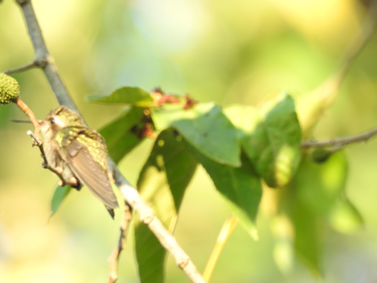 kolibřík aztécký - ML193859331