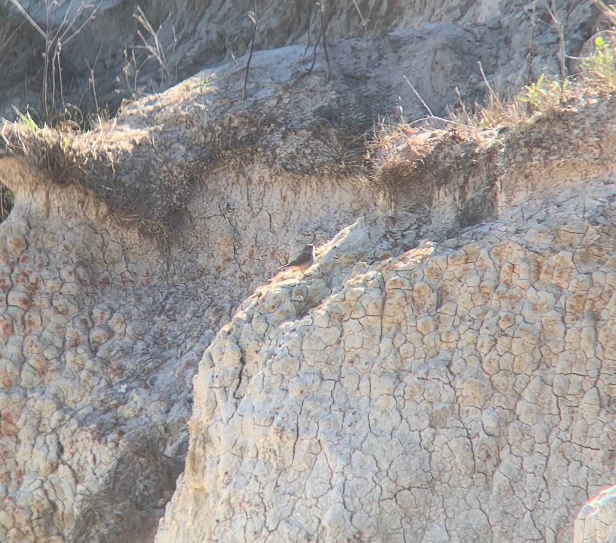 Rock Wren - Daniel Walker