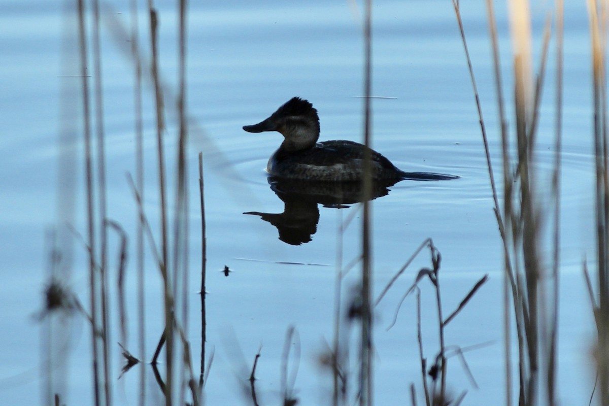 Ruddy Duck - ML193861831