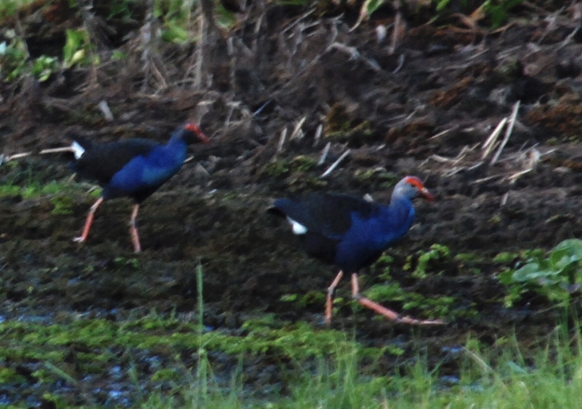 Gray-headed Swamphen - Tim Holland