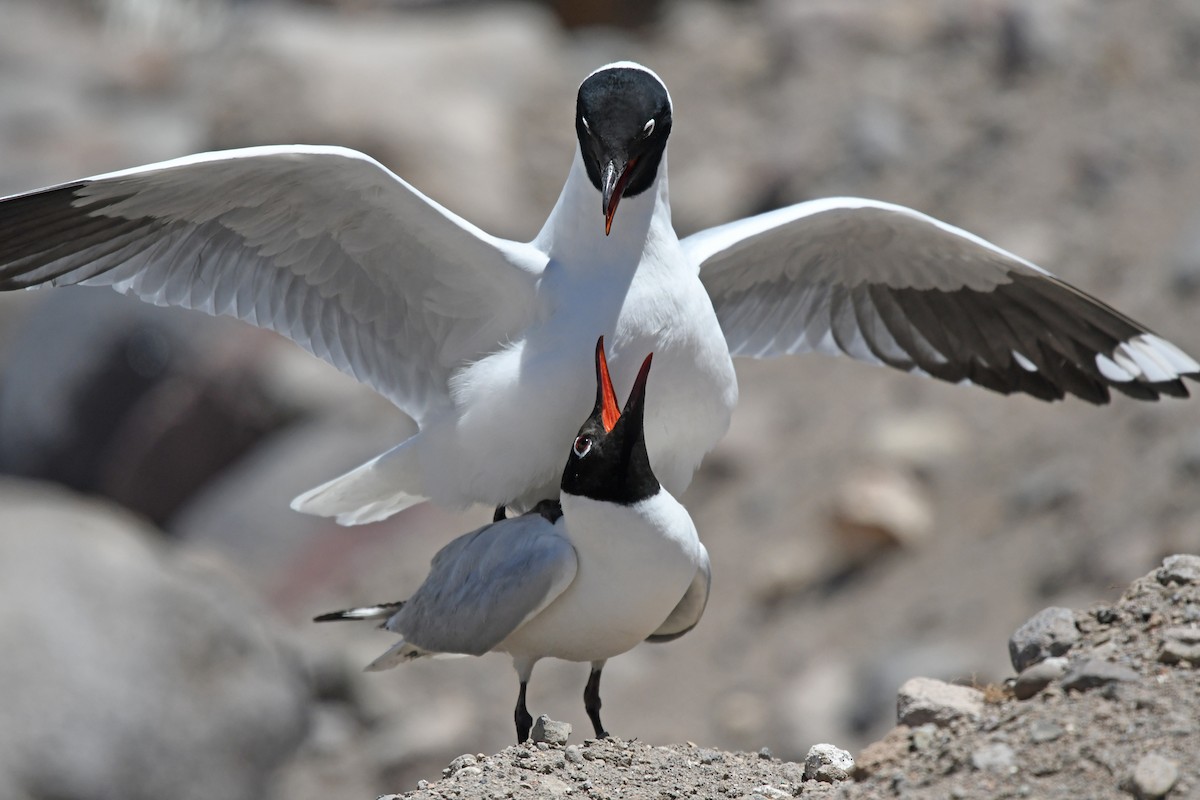 Andean Gull - ML193863851