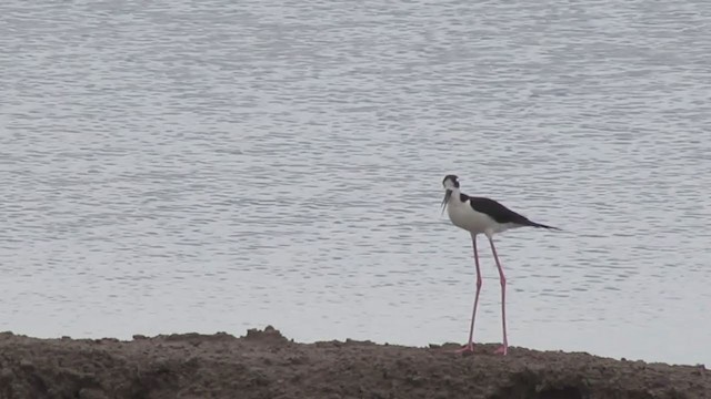 Black-necked Stilt - ML193867621