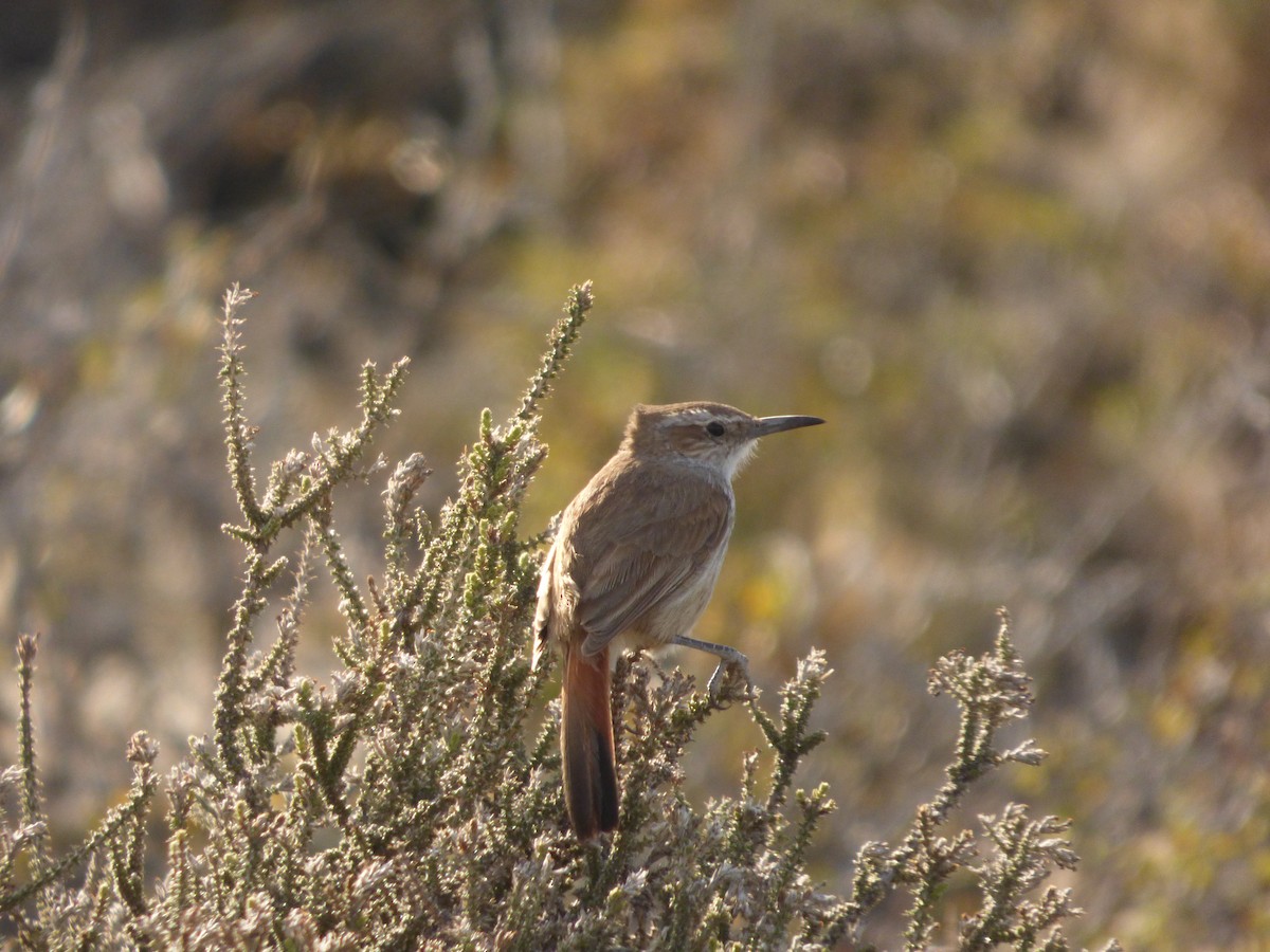 Chilia rougequeue - ML193869201