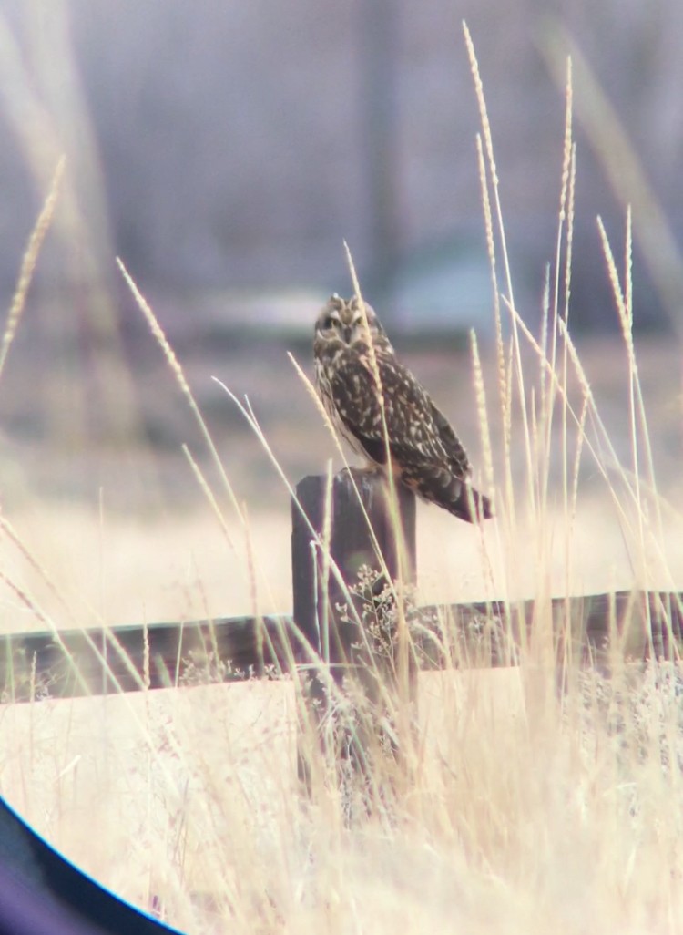 Short-eared Owl - Micah Silver