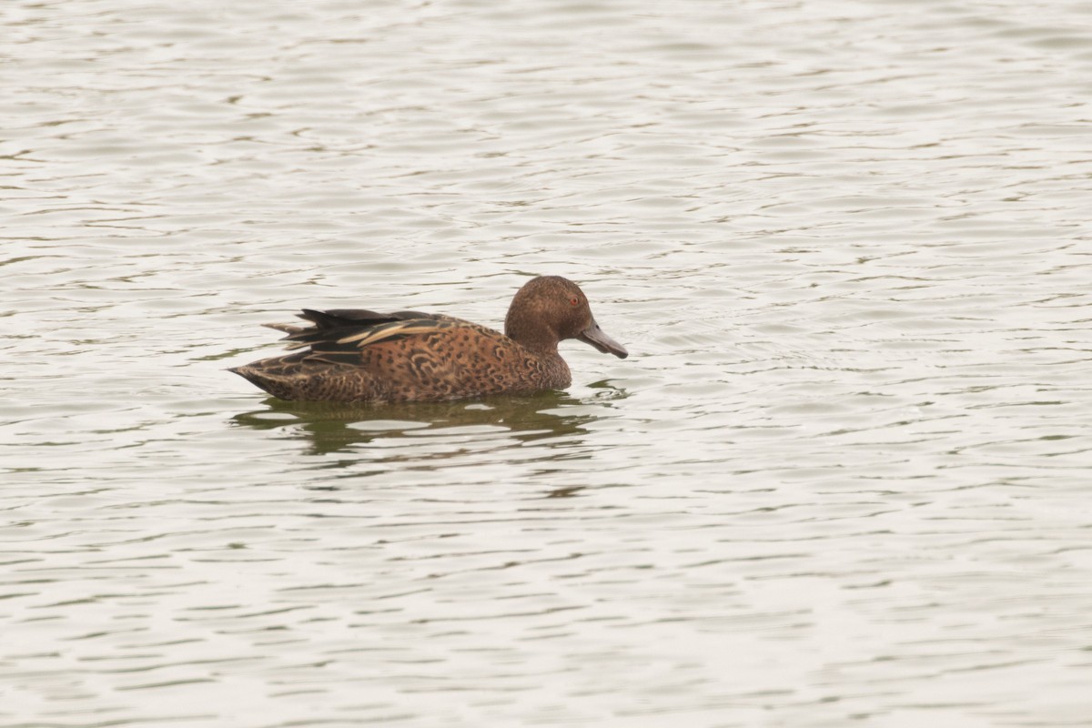 Cinnamon Teal - Marcelo Corella