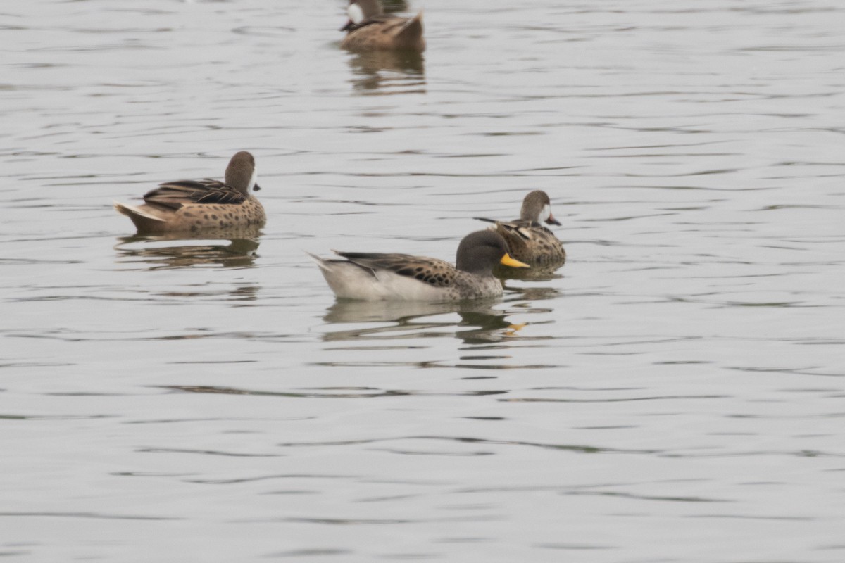 Yellow-billed Teal - ML193870811