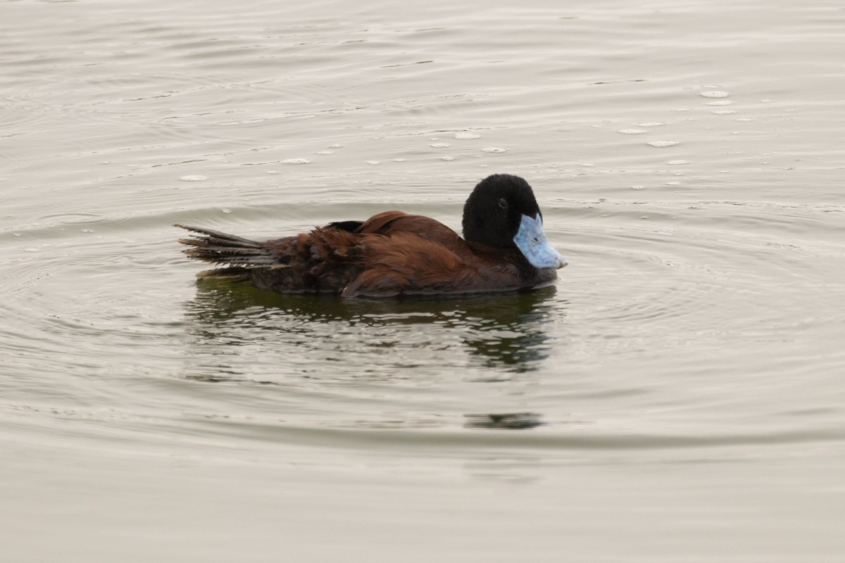 Andean Duck - ML193870821