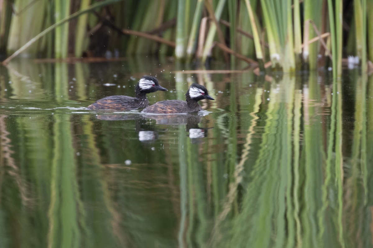 White-tufted Grebe - ML193870861