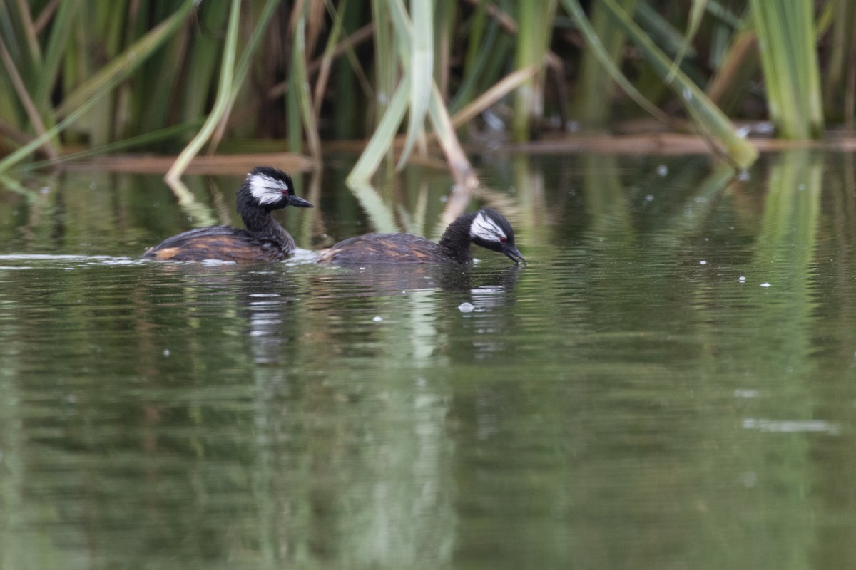 White-tufted Grebe - ML193870871