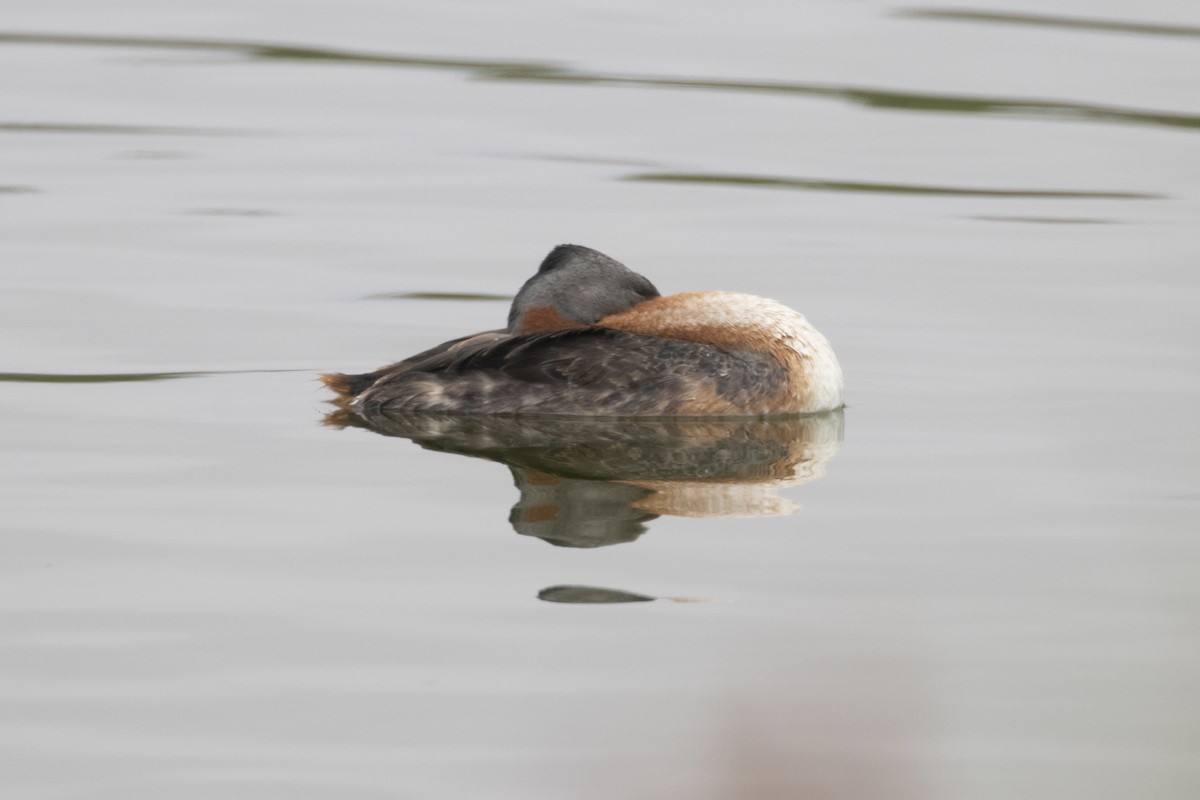 Great Grebe - Marcelo Corella