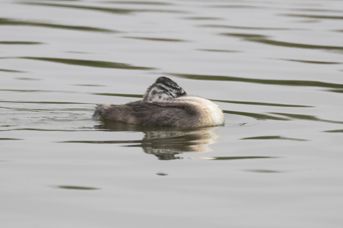 Great Grebe - ML193870911