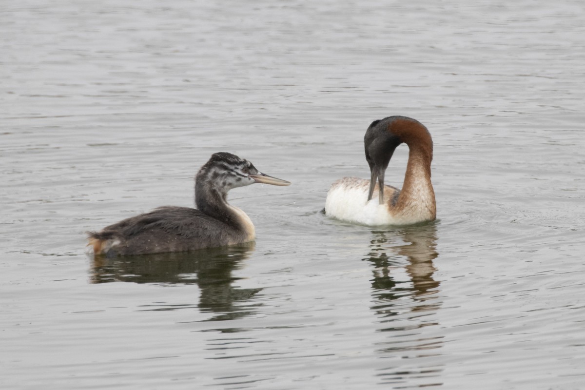 Great Grebe - ML193870921