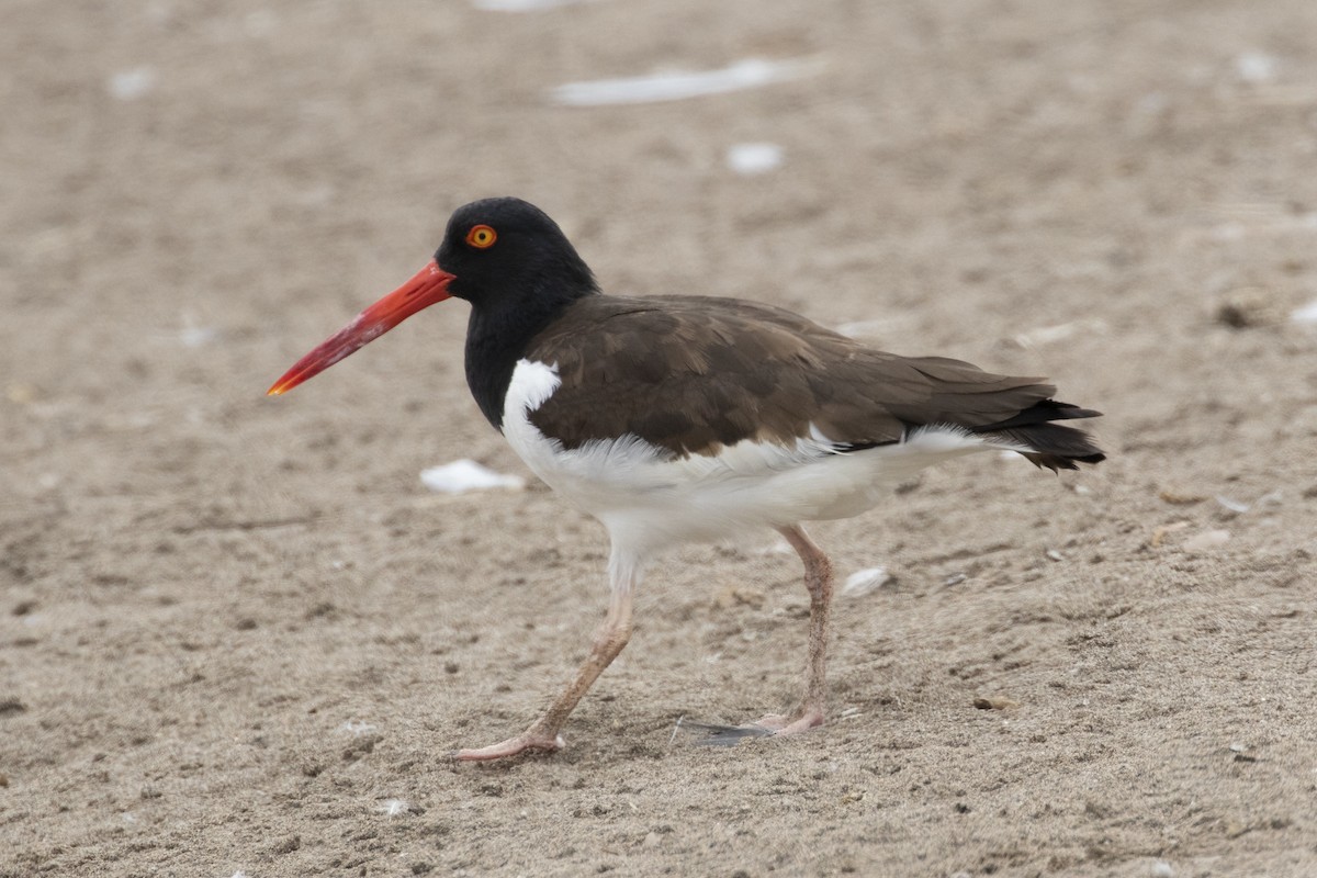 American Oystercatcher - ML193870931