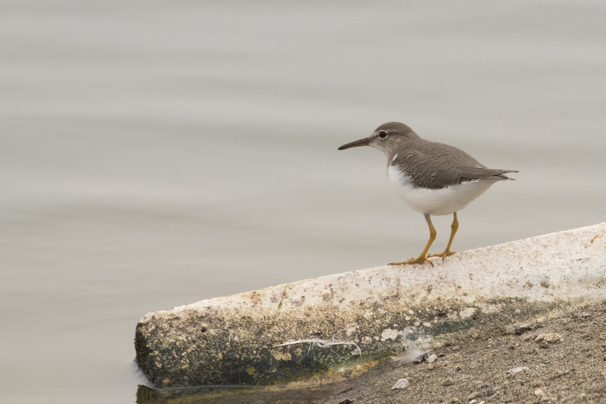 Spotted Sandpiper - ML193870981