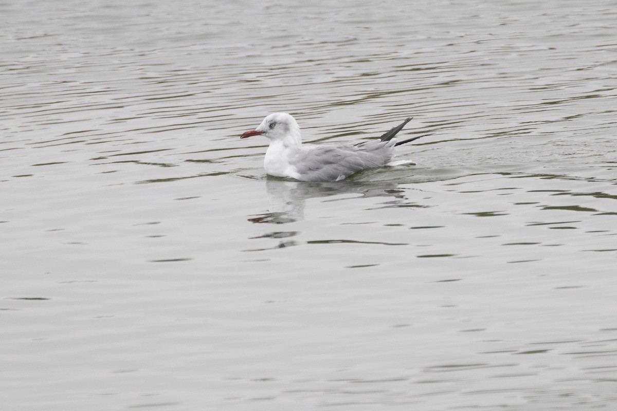 Mouette à tête grise - ML193871071