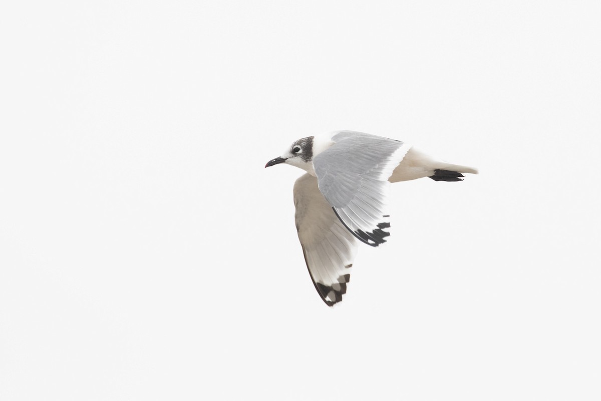 Franklin's Gull - ML193871101