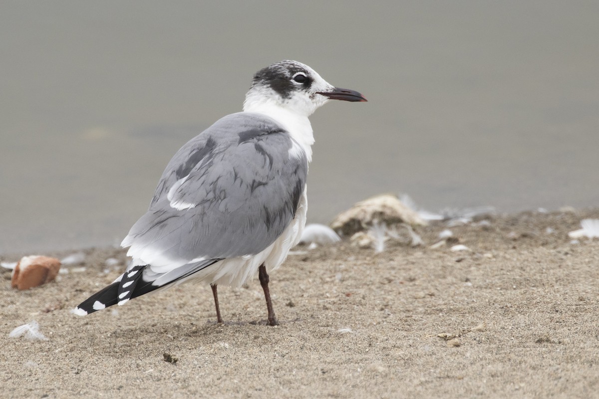 Franklin's Gull - ML193871111