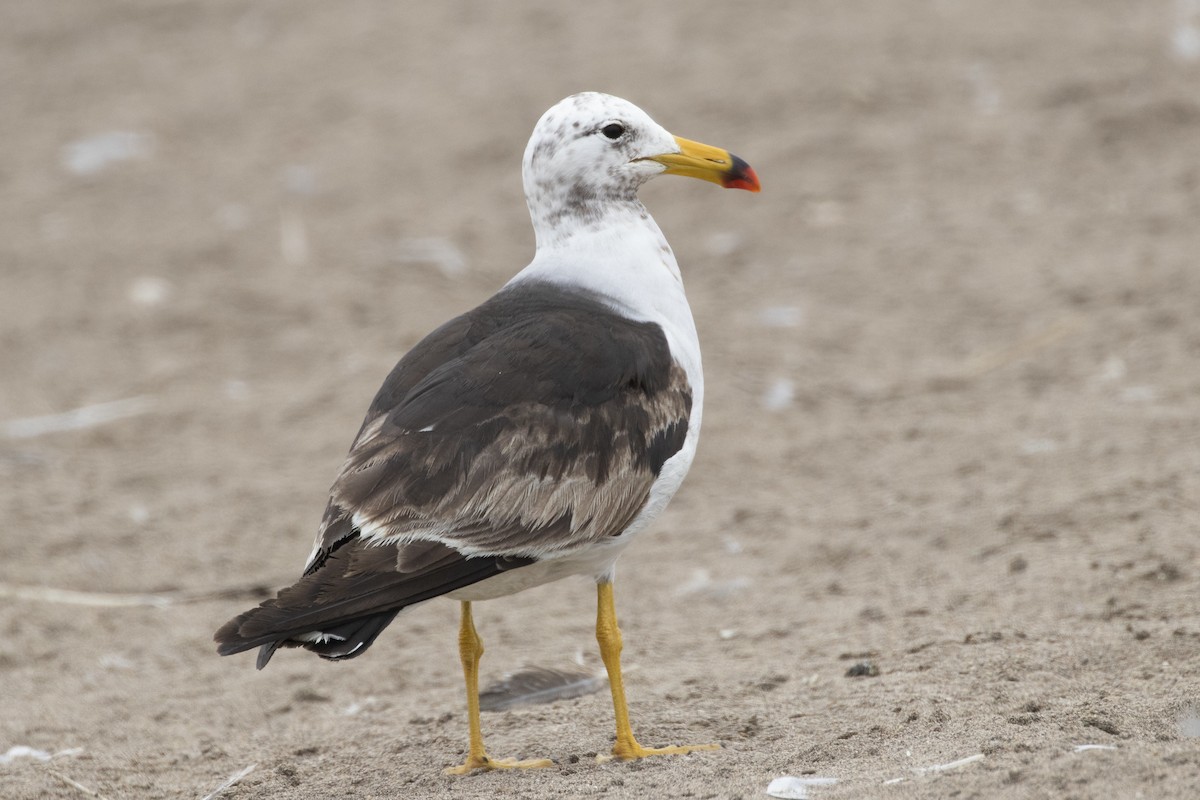 Belcher's Gull - ML193871201