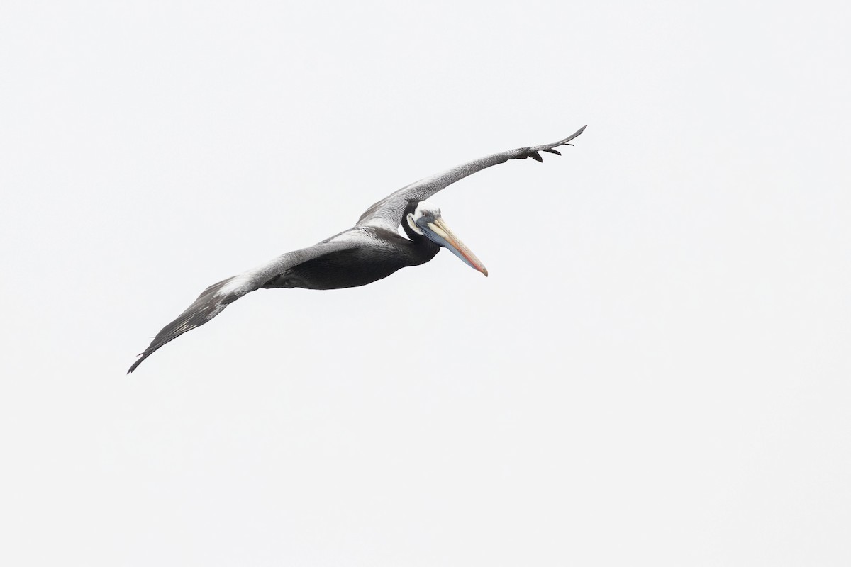 Peruvian Pelican - ML193871231