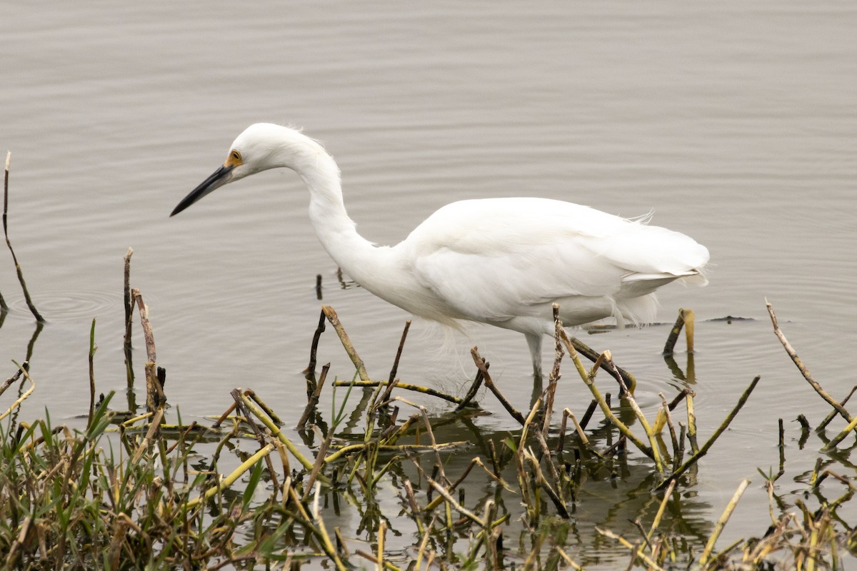 Aigrette neigeuse - ML193871261