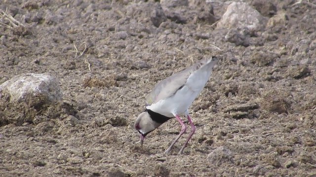 Southern Lapwing - ML193872041