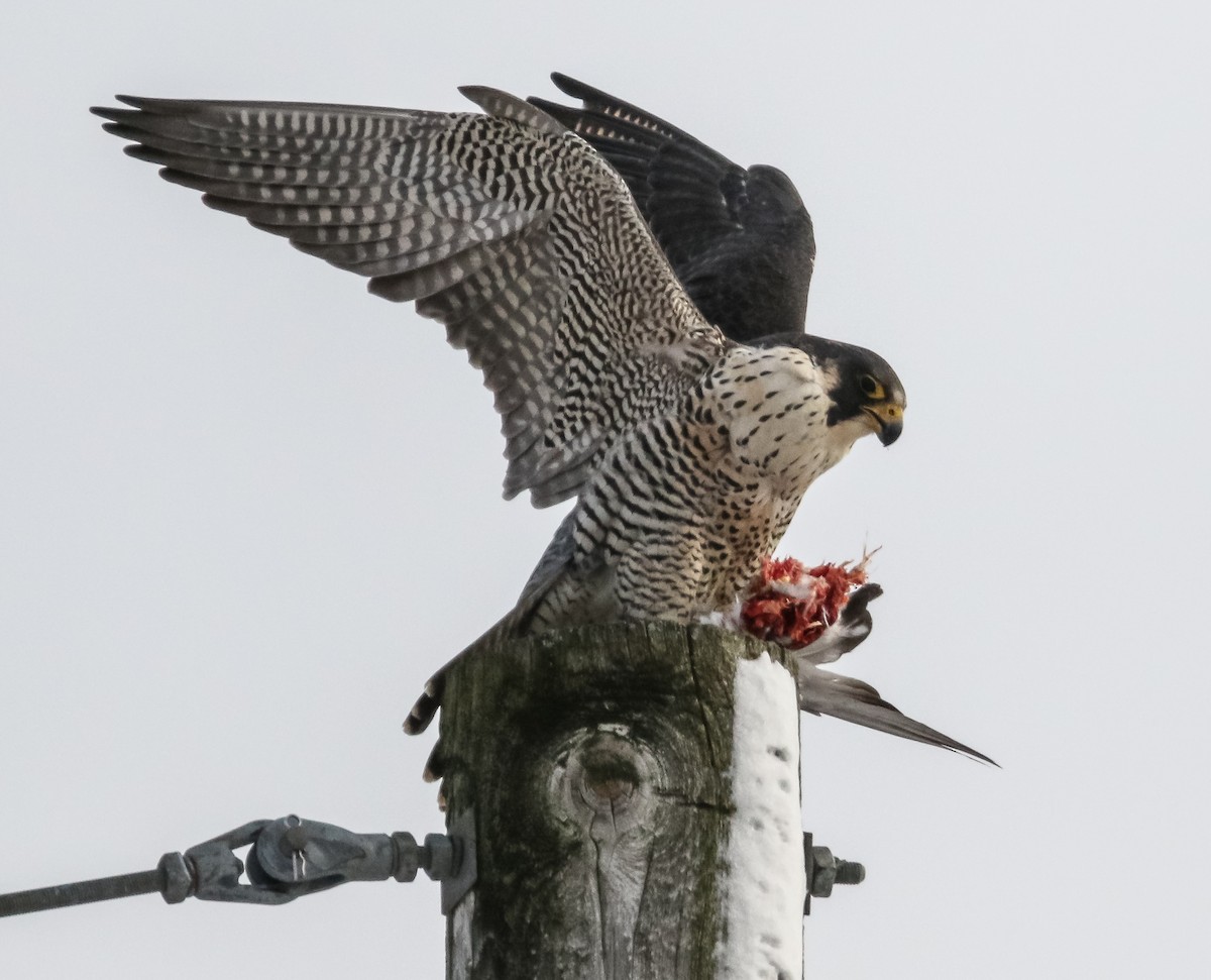 Эгэл шонхор - ML193872501