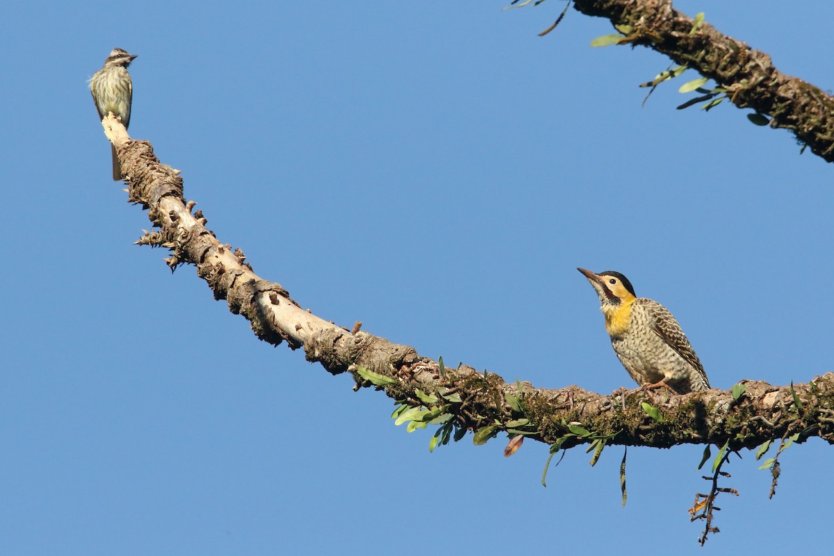 Campo Flicker - Martjan Lammertink