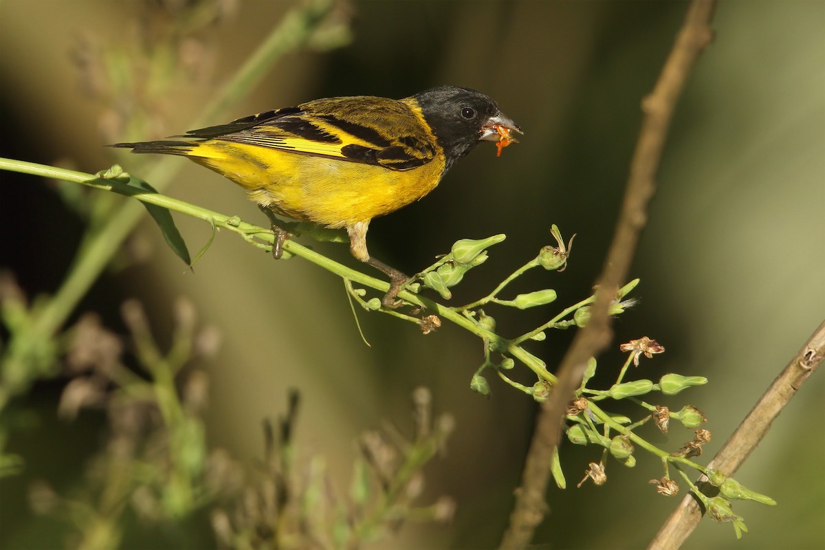 Hooded Siskin - ML193873271