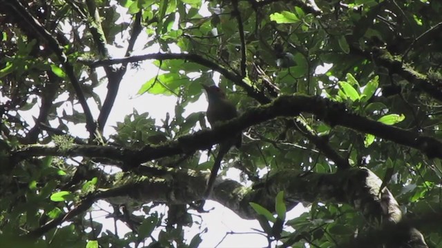 Motmot à gorge bleue - ML193874061