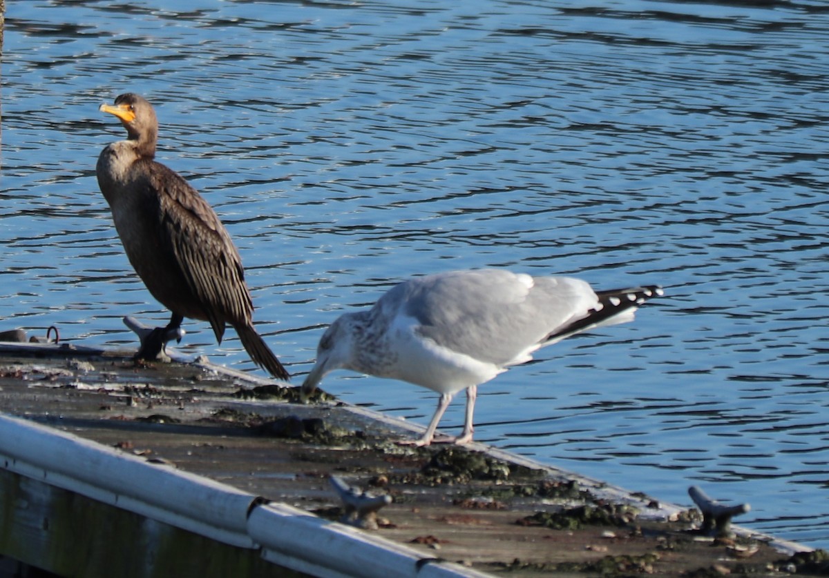 Cormoran à aigrettes - ML193874901