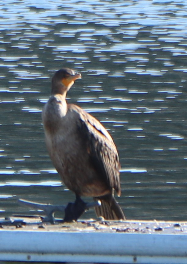 Double-crested Cormorant - valerie heemstra