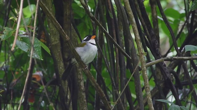 Saffron-billed Sparrow - ML193876141