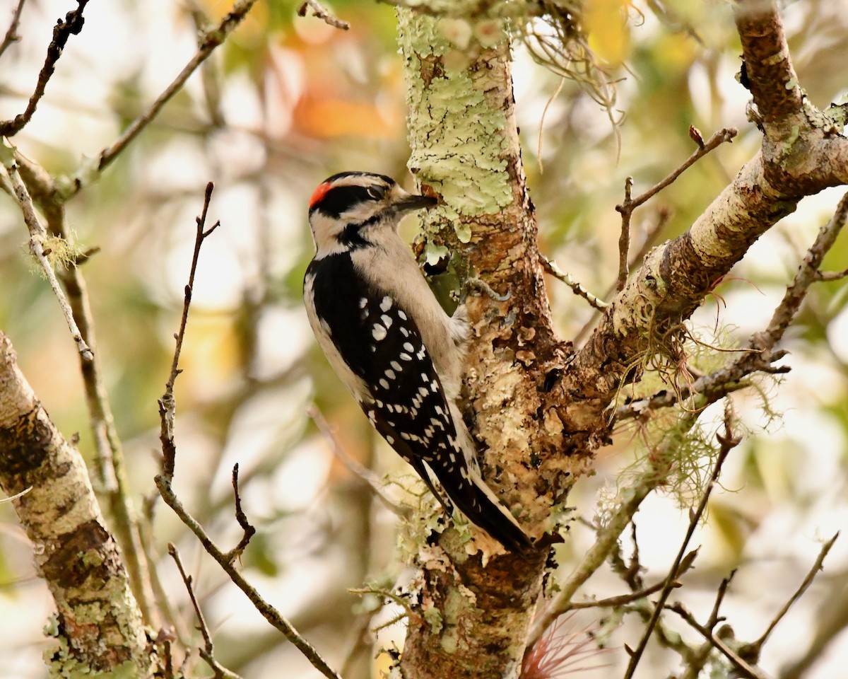 Downy Woodpecker - John Felton