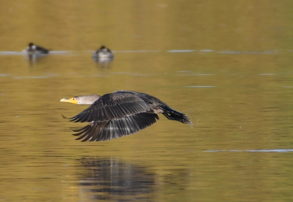 Double-crested Cormorant - ML193876801