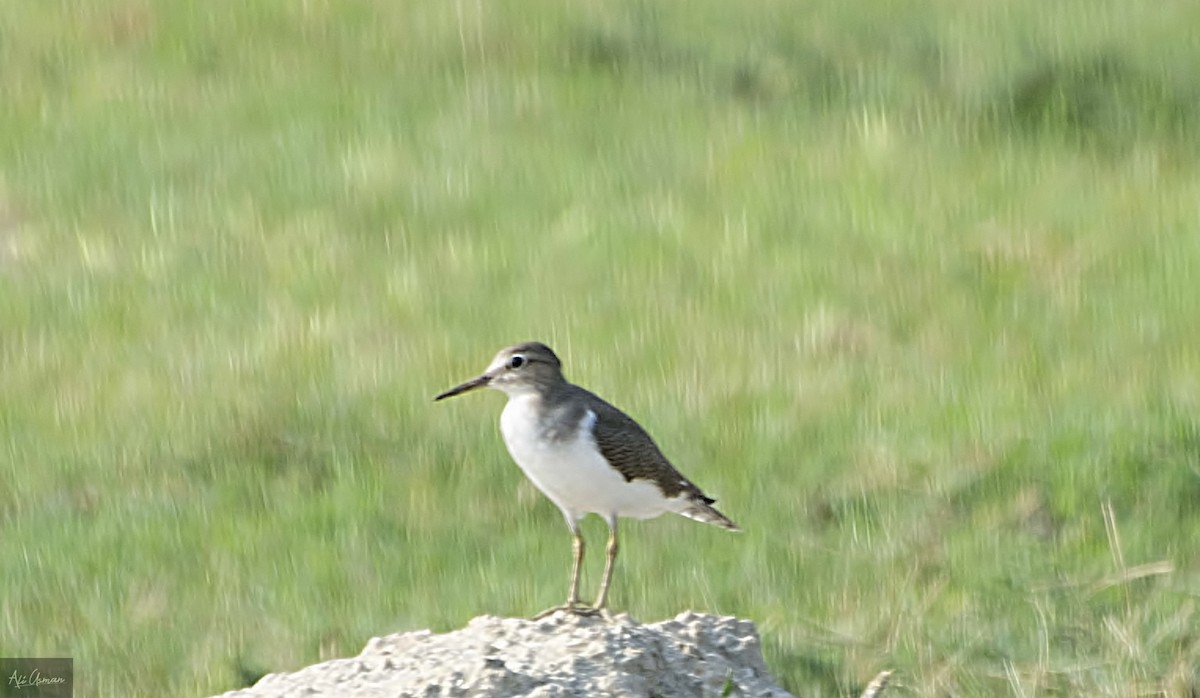 Common Sandpiper - Ali Usman Baig