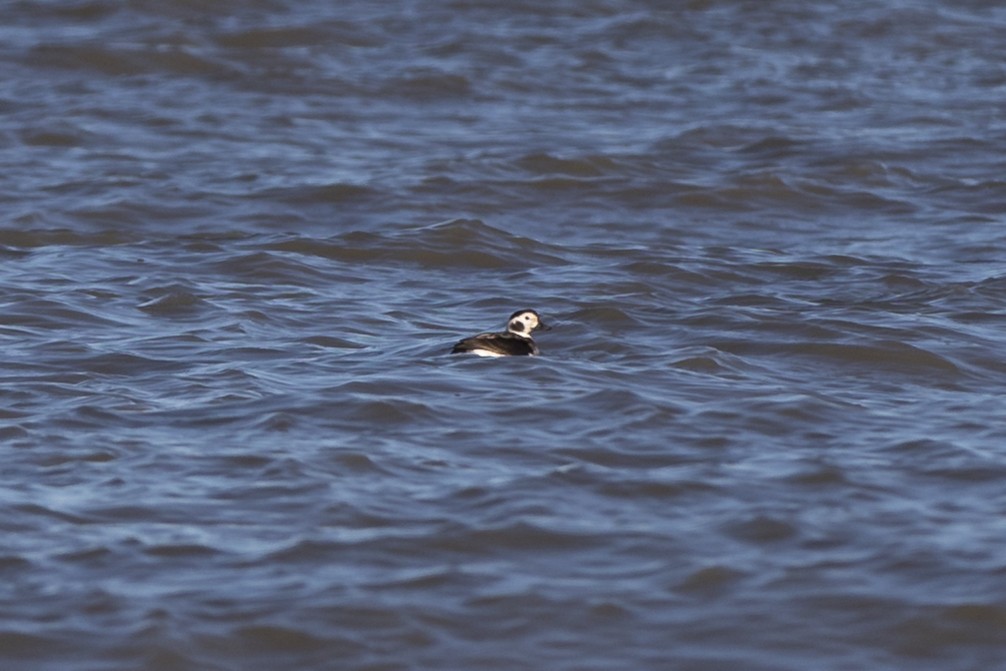 Long-tailed Duck - ML193881221