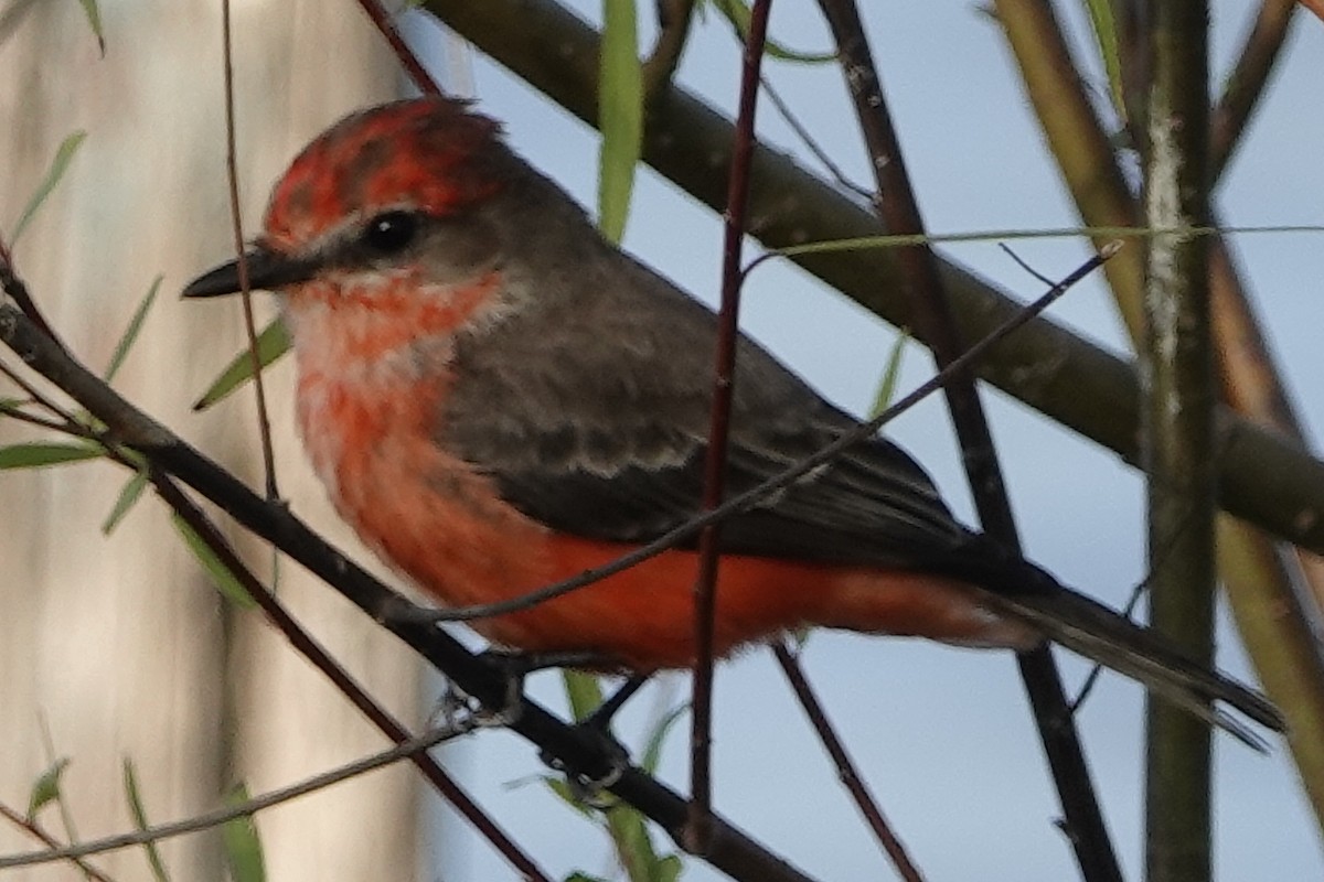 Vermilion Flycatcher - ML193881791