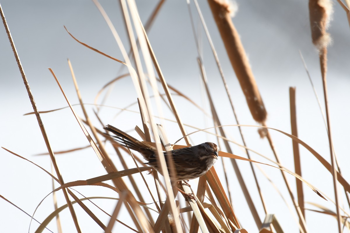 Song Sparrow - ML193884091