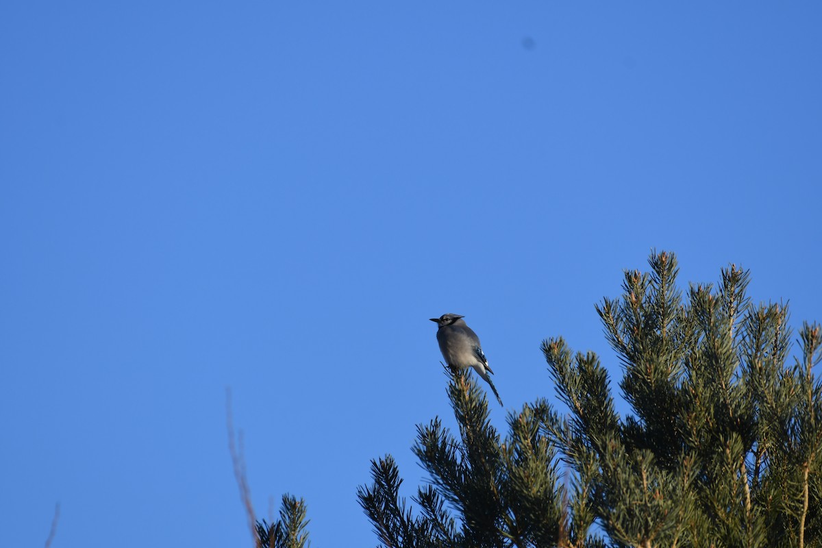 Blue Jay - ML193884571