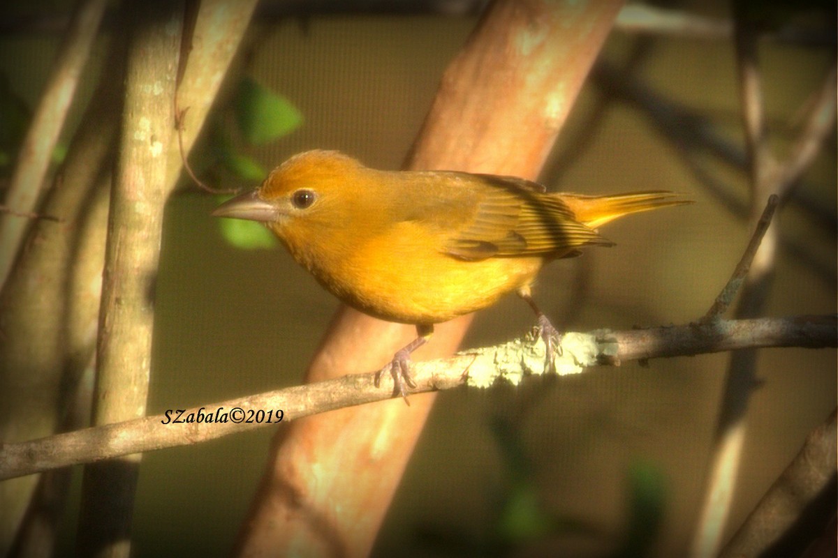 Summer Tanager - Sandra Zabala