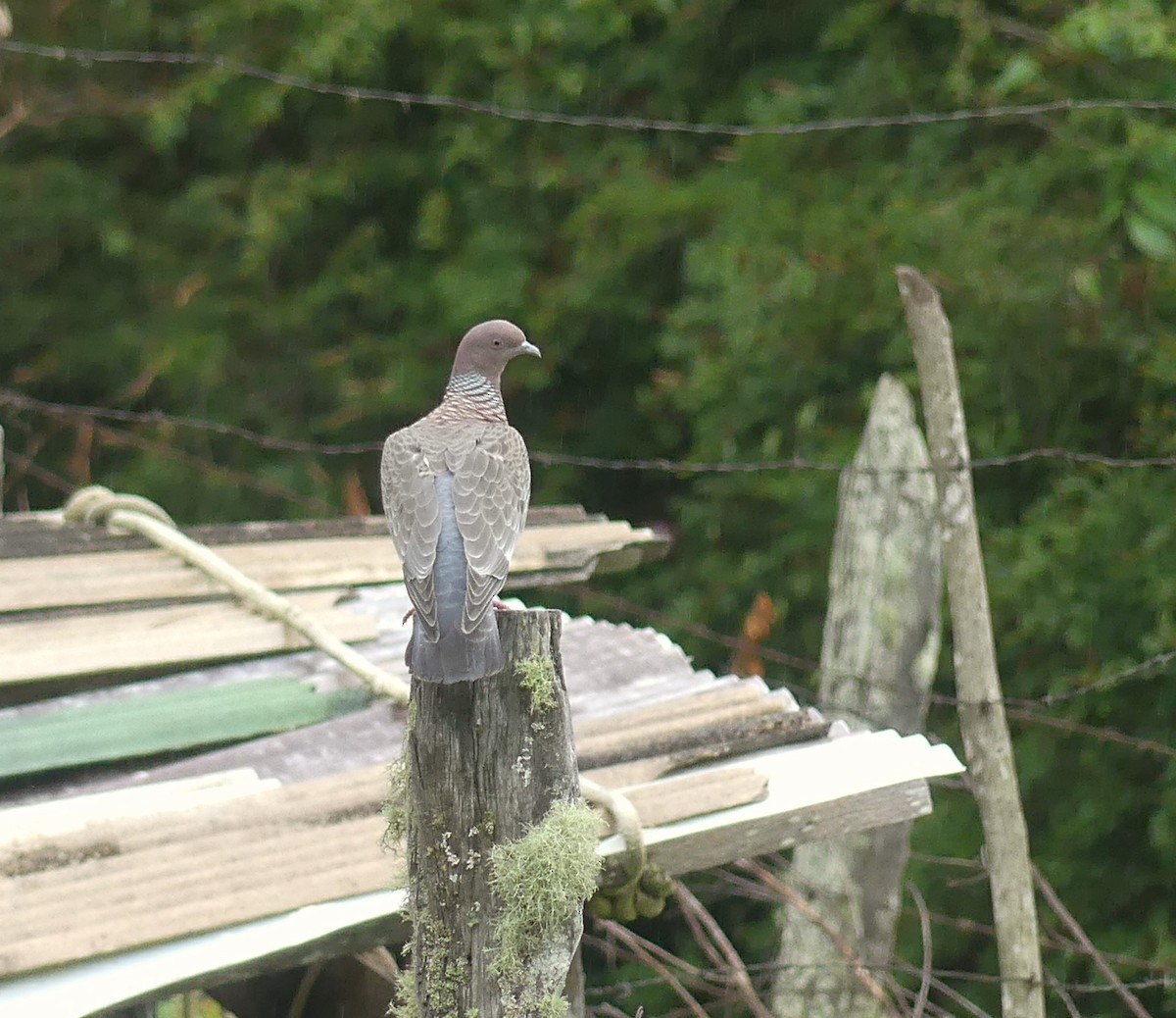 Pigeon picazuro - ML193886901