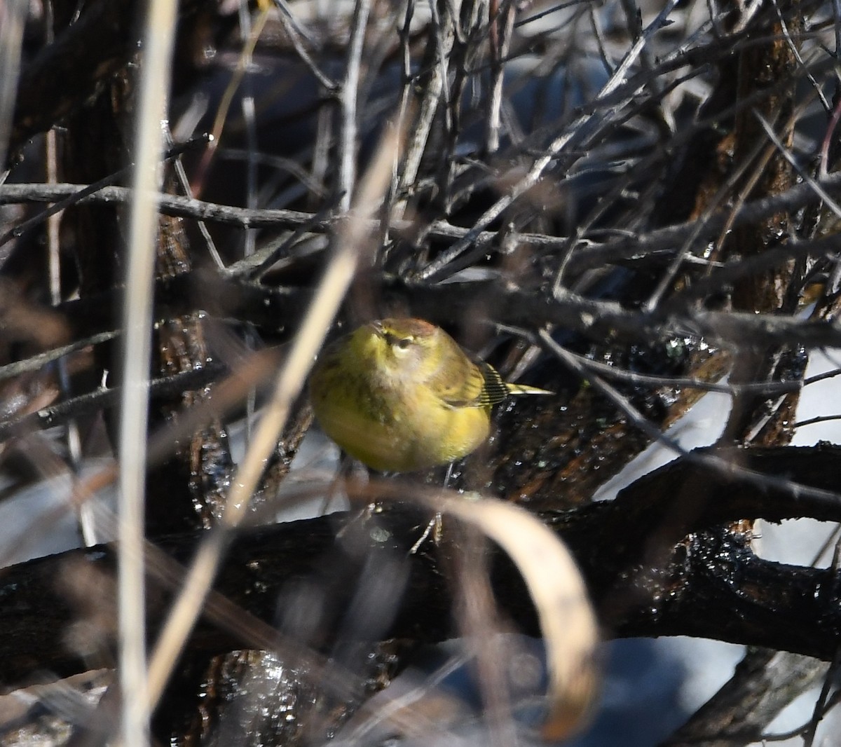 Palmiye Ötleğeni (hypochrysea) - ML193889061